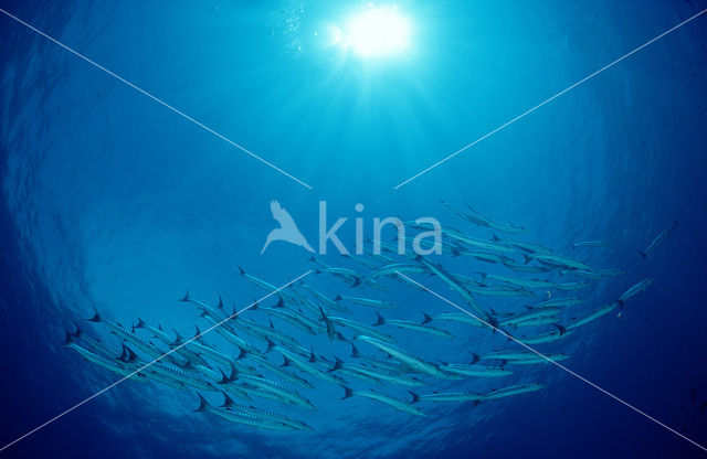 Blackfin barracuda (Sphyraena qenie)