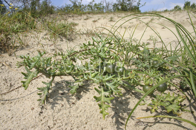 Small Nightshade (Solanum triflorum)