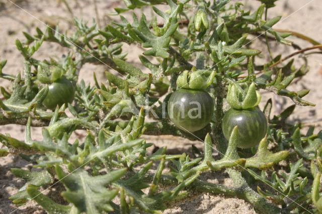 Driebloemige nachtschade (Solanum triflorum)