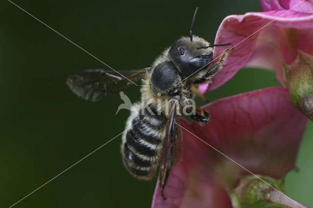 Driedoornige metselbij (Osmia tridentata)