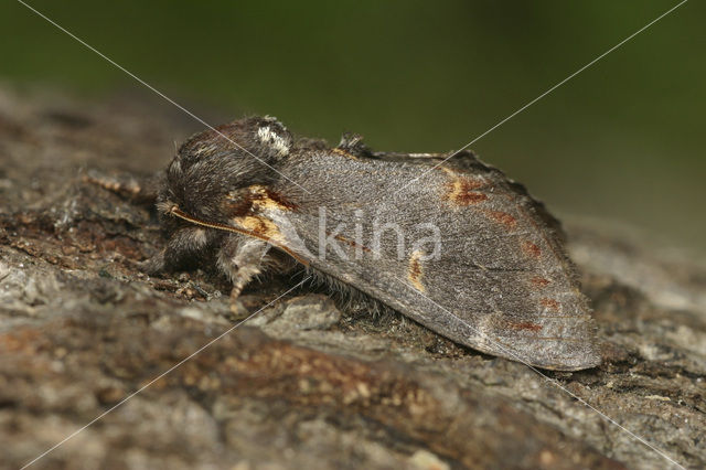 Iron Prominent (Notodonta dromedarius)