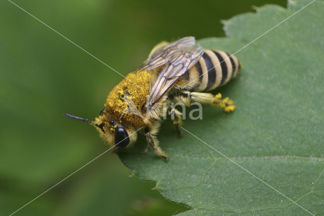 Duinzijdebij (Colletes fodiens)