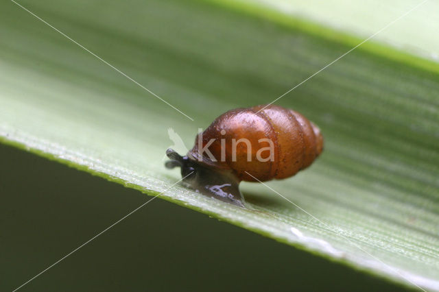 crested vertigo (Vertigo pygmaea)