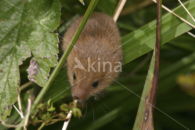 Harvest Mouse (Micromys minutus)