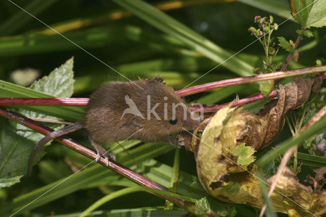 Dwergmuis (Micromys minutus)