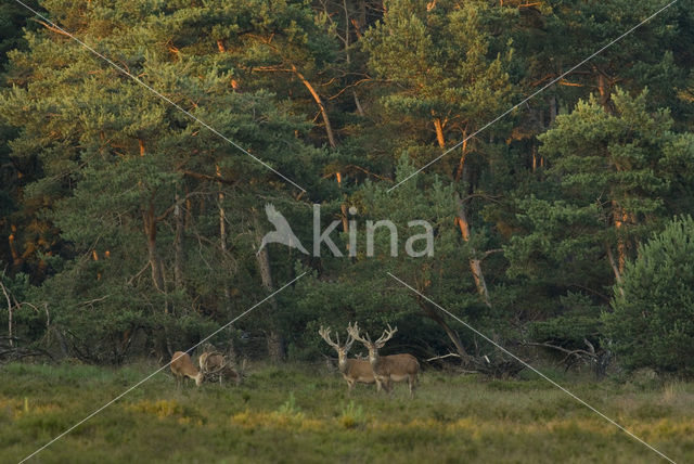 Red Deer (Cervus elaphus)