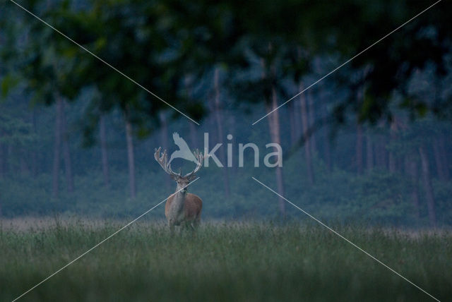 Red Deer (Cervus elaphus)