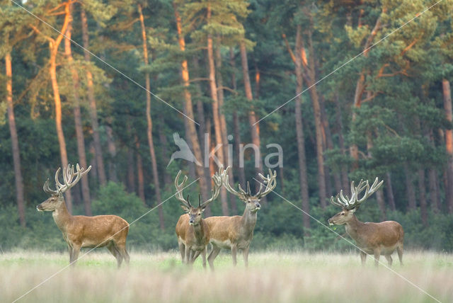 Red Deer (Cervus elaphus)