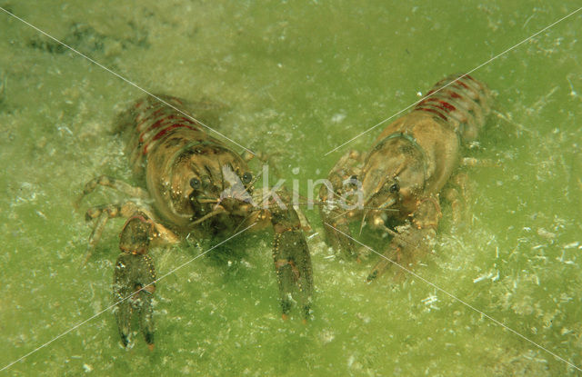 Europese rivierkreeft (Astacus astacus)