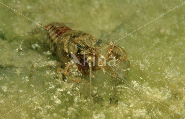 Europese rivierkreeft (Astacus astacus)