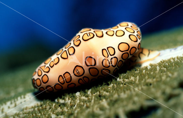 Flamingotong (Cyphoma gibbosum)