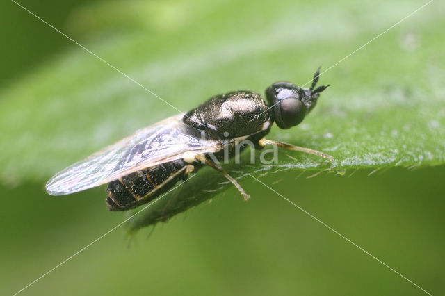 flecked snout (Nemotelus notatus)