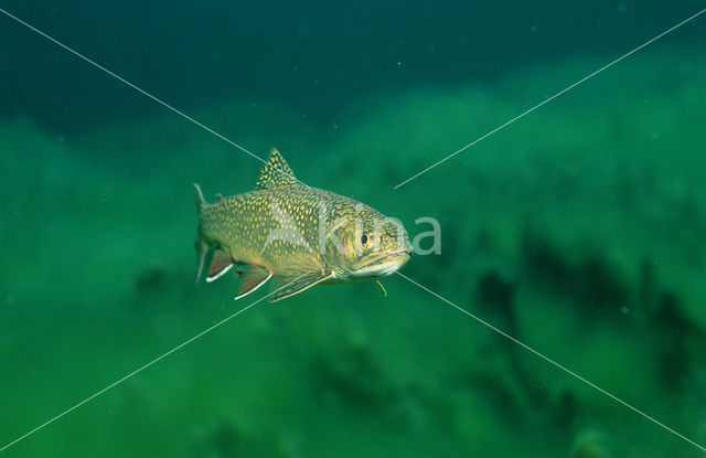 Brook trout (Salvelinus fontinalis)