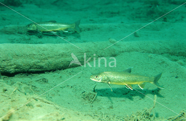 Arctic charr (Salvelinus alpinus)