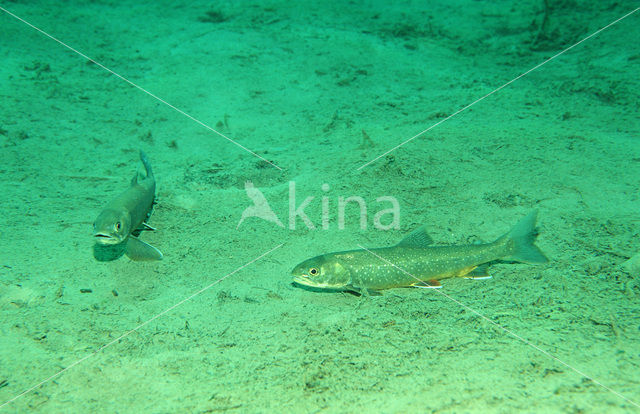 Forel