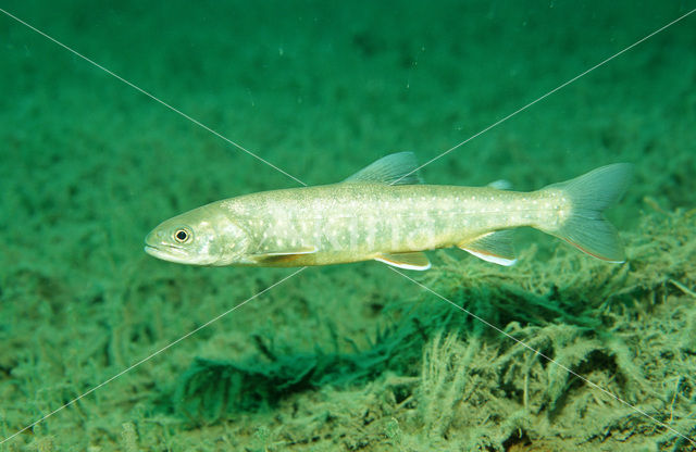 Arctic charr (Salvelinus alpinus)