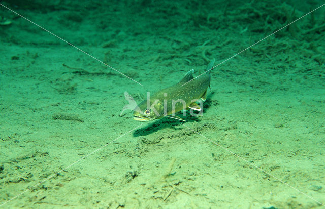 Arctic charr (Salvelinus alpinus)