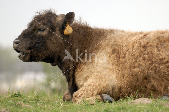 Galloway Cow (Bos domesticus)