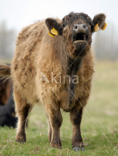 Galloway Cow (Bos domesticus)