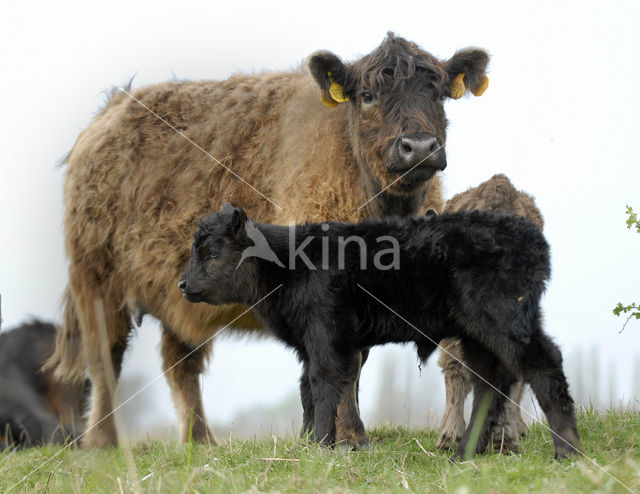 Galloway Koe (Bos domesticus)