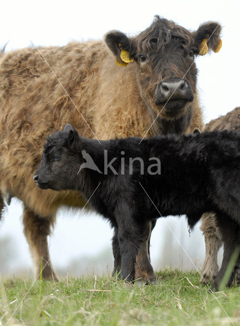 Galloway Koe (Bos domesticus)