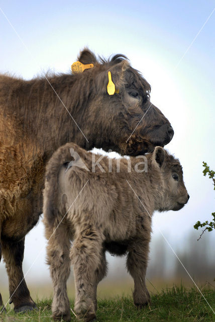 Galloway Koe (Bos domesticus)