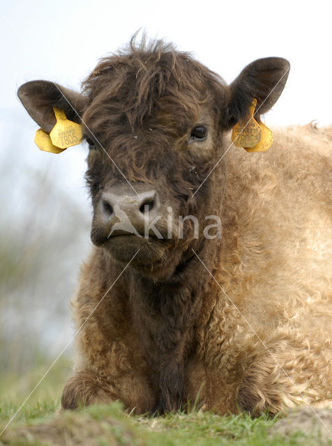 Galloway Koe (Bos domesticus)