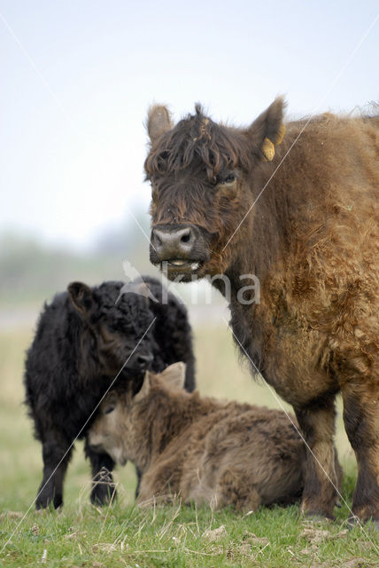 Galloway Koe (Bos domesticus)