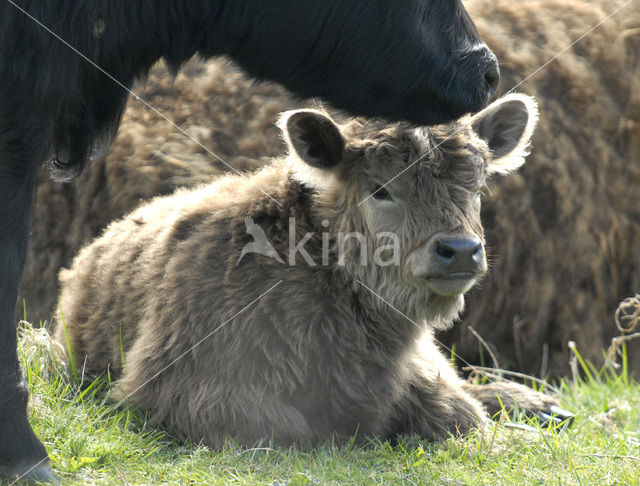 Galloway Koe (Bos domesticus)