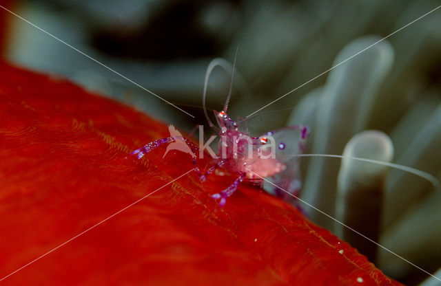 Anemone Shrimp (Periclimenes tosaensis)