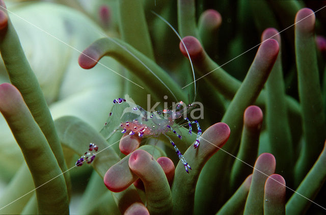 Anemone Shrimp (Periclimenes tosaensis)