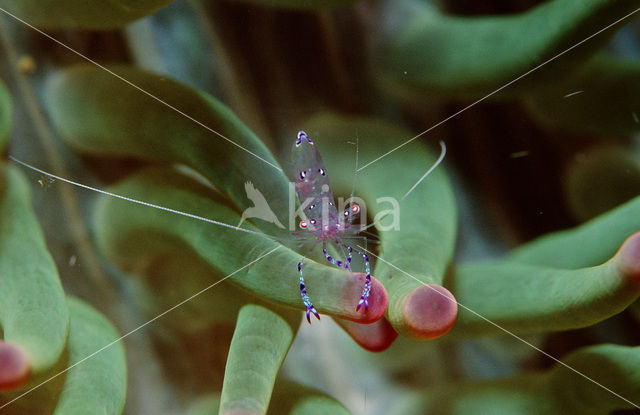 Garnaal (Periclimenes tosaensis)