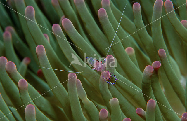 Anemone Shrimp (Periclimenes tosaensis)