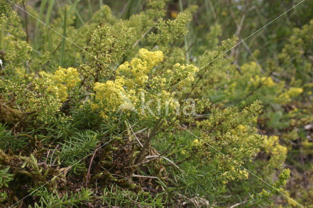 Geel walstro (Galium verum)