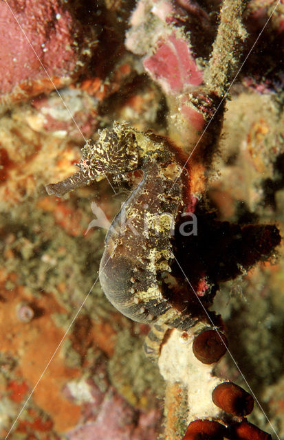 spotted seahorse (Hippocampus kuda)