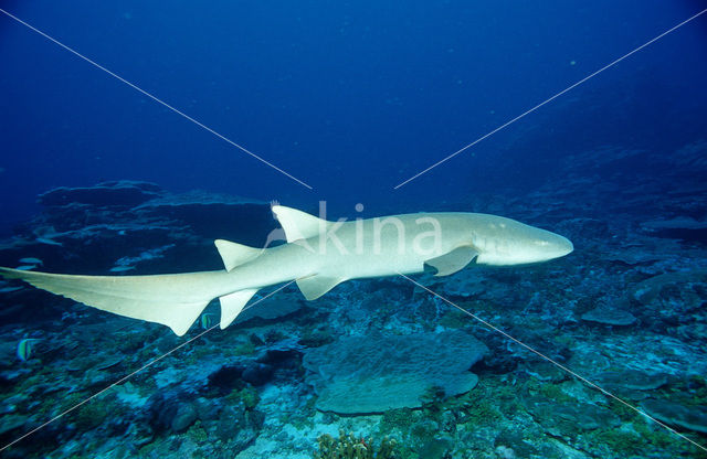 Tawny Nurse shark (Nebrius ferrugineus)