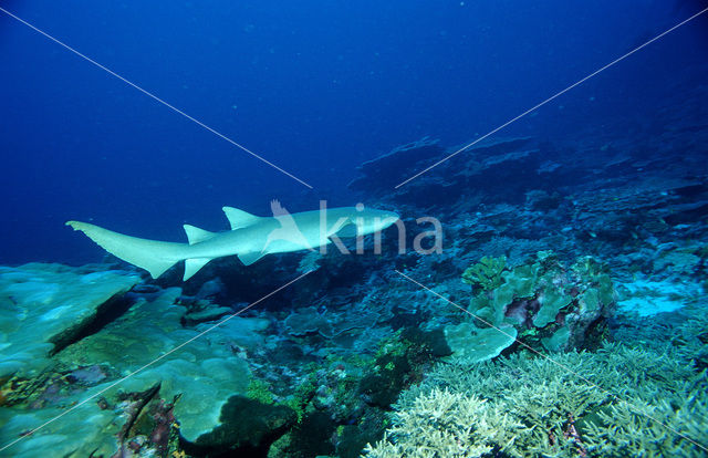 Tawny Nurse shark (Nebrius ferrugineus)