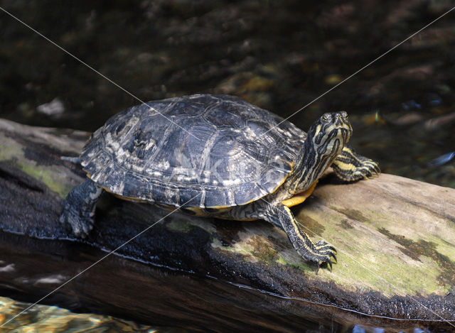 yellow-bellied slider (Trachemys scripta scripta)