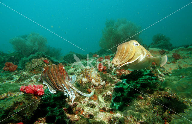 Gegroefde zeekat (Sepia pharaonis)