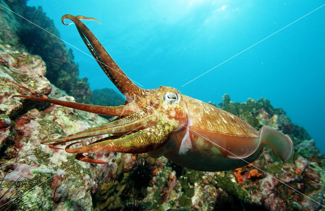 Gegroefde zeekat (Sepia pharaonis)