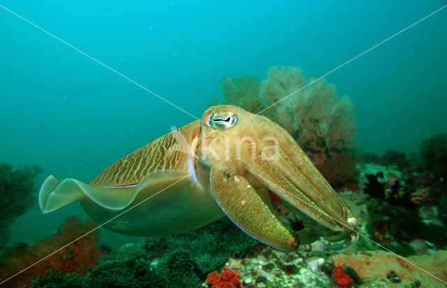 Gegroefde zeekat (Sepia pharaonis)