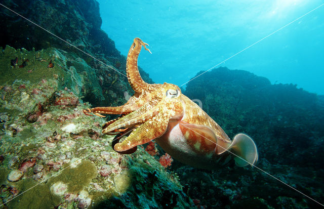 Pharao cuttlefish (Sepia pharaonis)