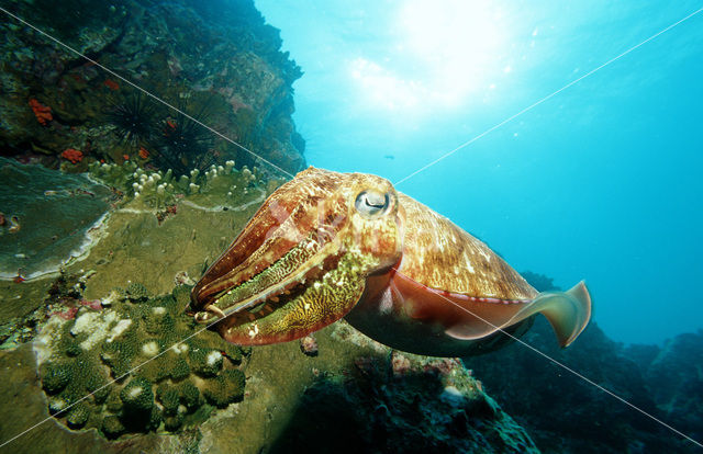 Gegroefde zeekat (Sepia pharaonis)