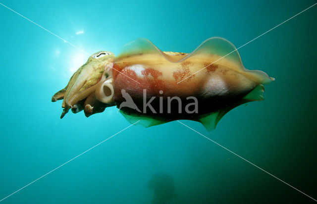 Pharao cuttlefish (Sepia pharaonis)