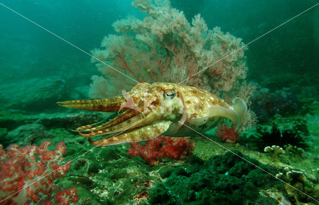 Pharao cuttlefish (Sepia pharaonis)