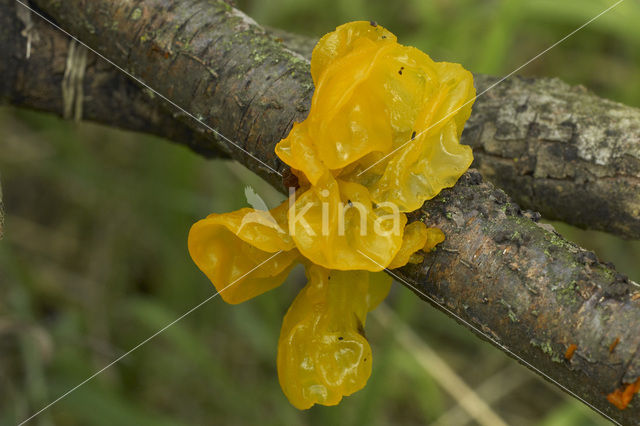 Yellow brain (Tremella mesenterica)