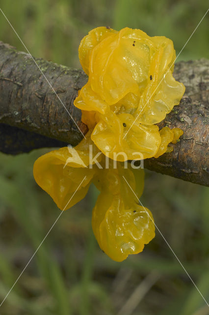 Gele trilzwam (Tremella mesenterica)