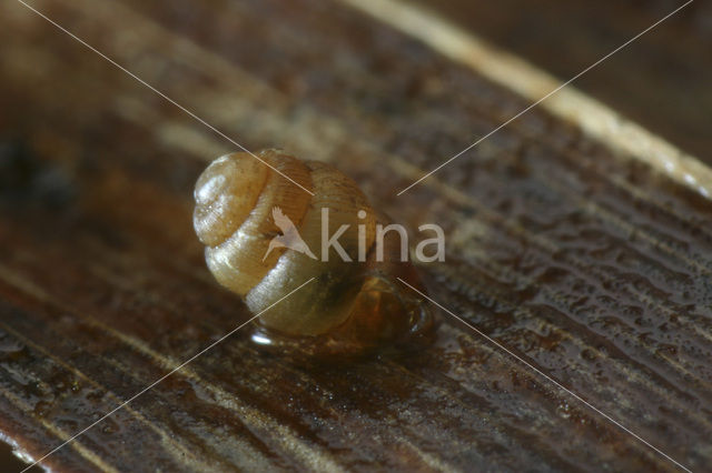 Striated whorl snail (Vertigo substriata)