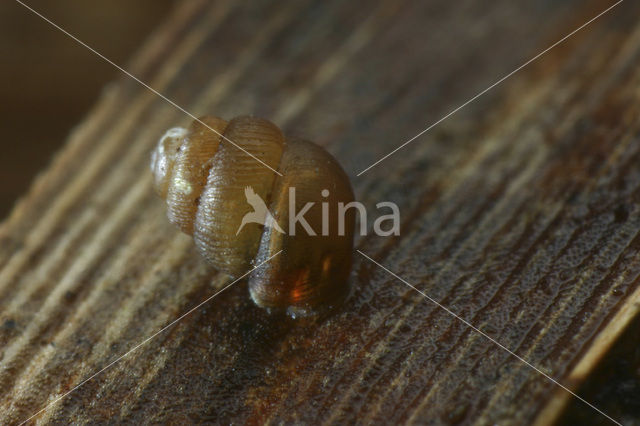 Gestreepte korfslak (Vertigo substriata)