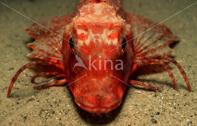 Streaked Gurnard (Trigloporus lastoviza)